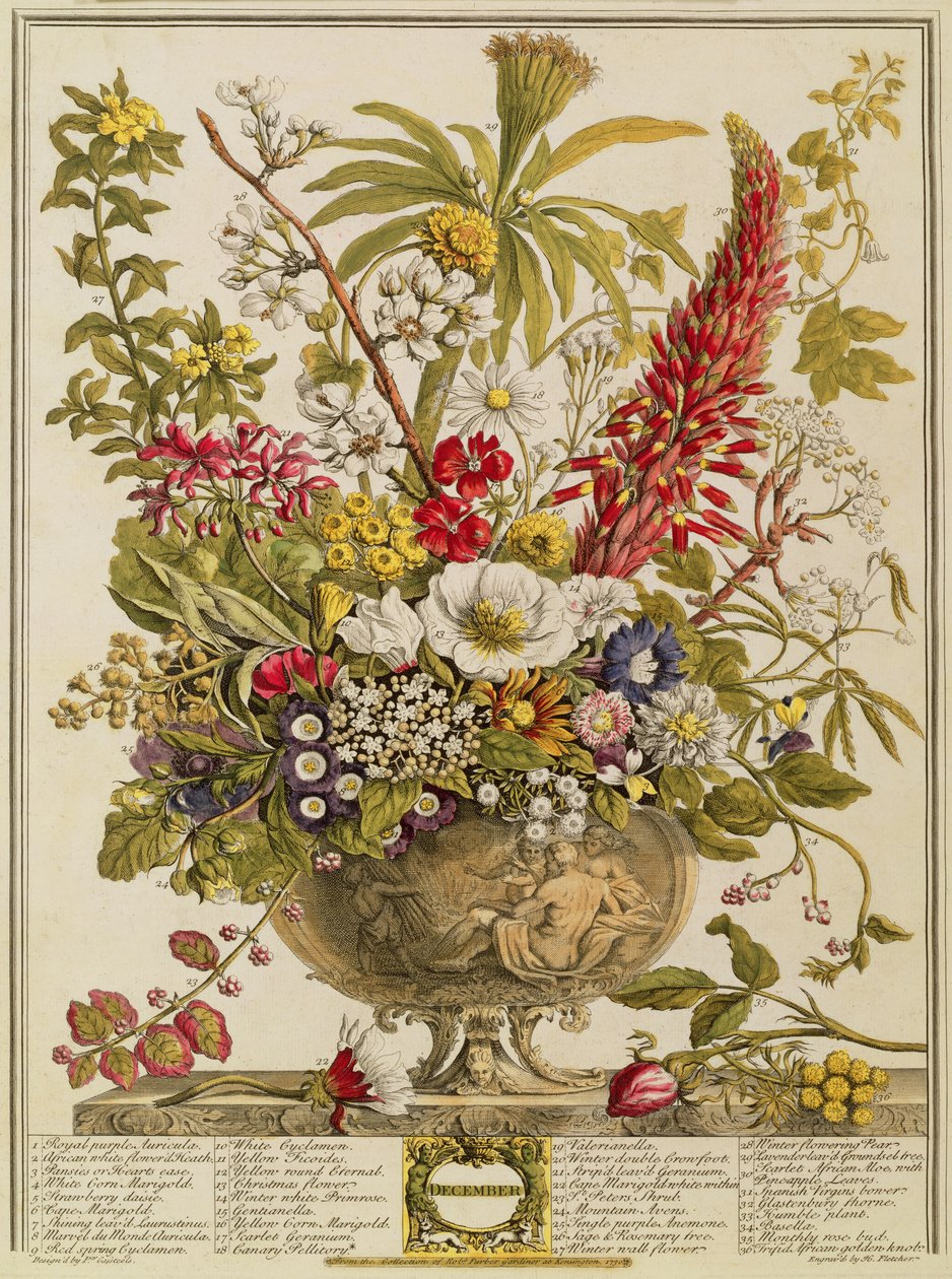 كانون الأول - ديسمبر ، من "اثنا عشر شهرًا من الزهور" لروبرت فوربر (c.1674-1756) منقوش بواسطة هنري فليتشر (نقش الألوان) بواسطة بيتر كاستيلز