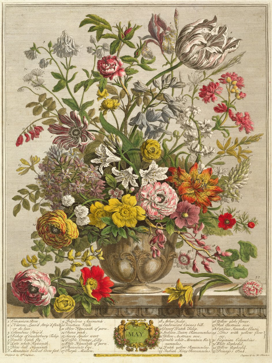 مايو ، من "اثنا عشر شهرًا من الزهور" لروبرت فوربر (c.1674-1756) منقوش بواسطة هنري فليتشر (نقش الألوان) بواسطة بيتر كاستيلز