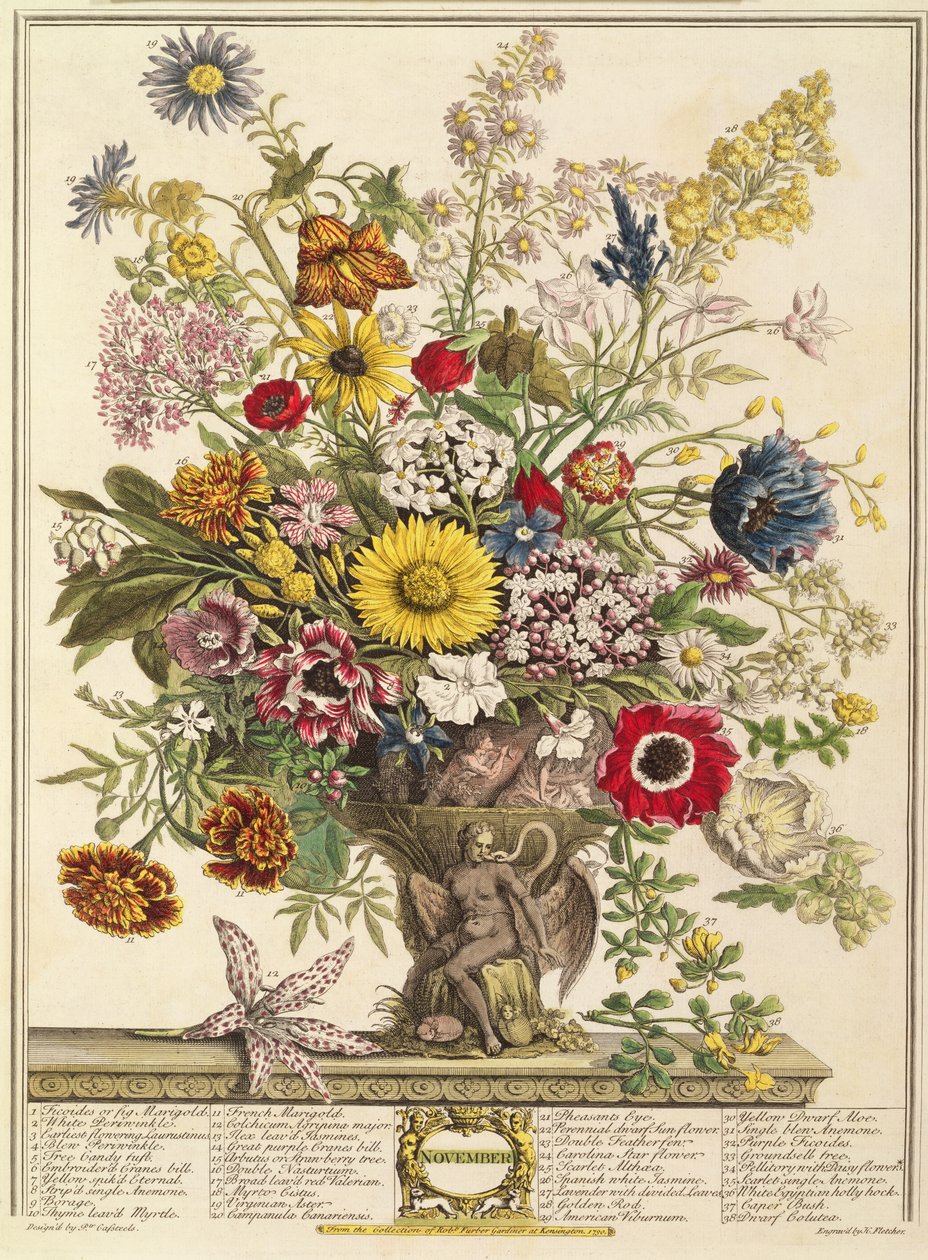 نوفمبر ، من "اثنا عشر شهرًا من الزهور" لروبرت فوربر (c.1674-1756) الذي نقشه هنري فليتشر (نقش الألوان) بواسطة بيتر كاستيلز
