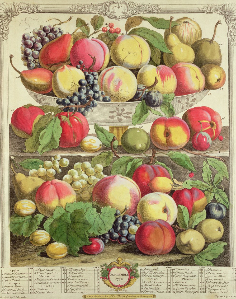 سبتمبر ، من "اثنا عشر شهرًا من الفواكه" ، بقلم روبرت فوربر (c.1674-1756) منقوش بواسطة هنري فليتشر ، 1732 (نقش الألوان) بواسطة بيتر كاستيلز