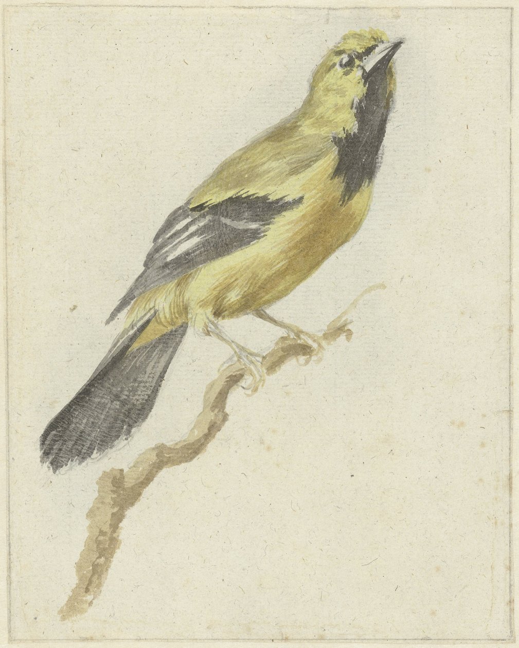 صفراء صفراء (Icterus nigrogularis) بواسطة بيتر جيفيرز
