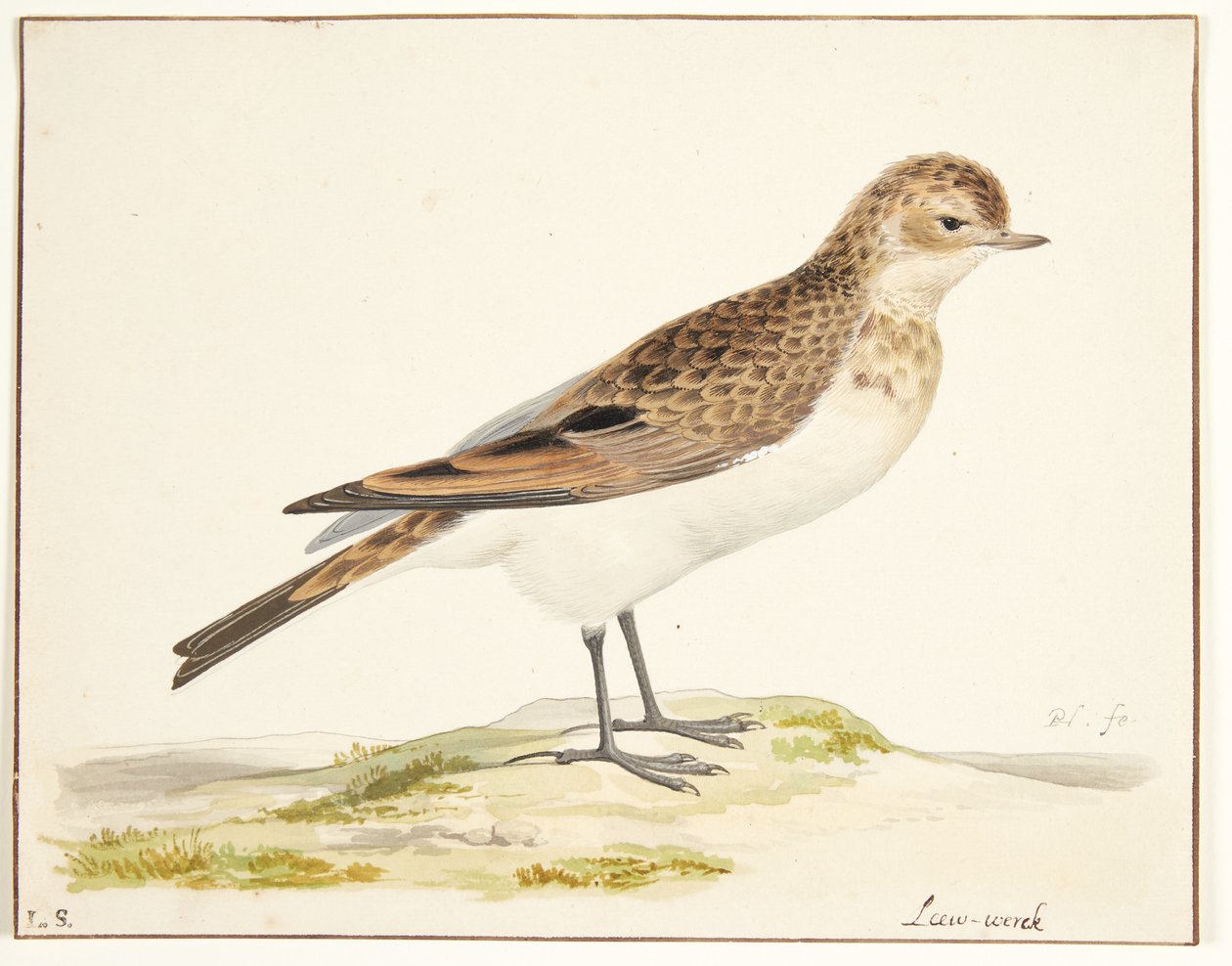 أغنية قبرة (Alauda arvensis) بواسطة بيتر هولشتاين