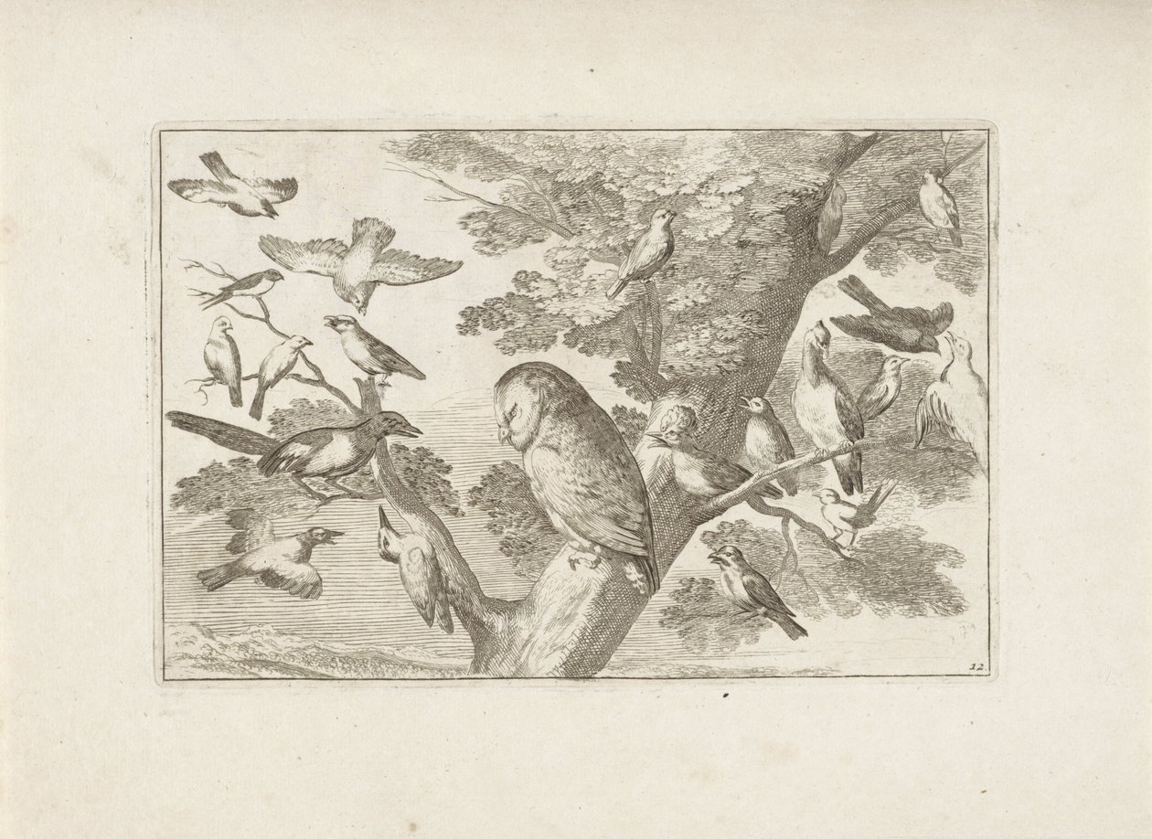 Uil en andere vogels in boom طيور مختلفة (عنوان المسلسل) أفضل أشكال الطيور المختلفة (...] (عنوان المسلسل) بواسطة بيتر شينك (الأول) (منسوب إلى)