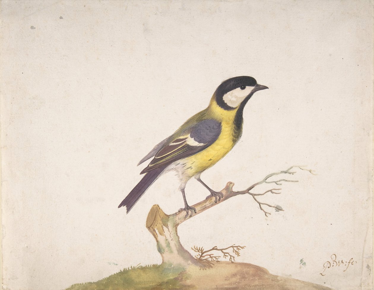 قرقف عظيم جاثم على أحد الغصن ، 1670-1693. بواسطة بيتر Withoos