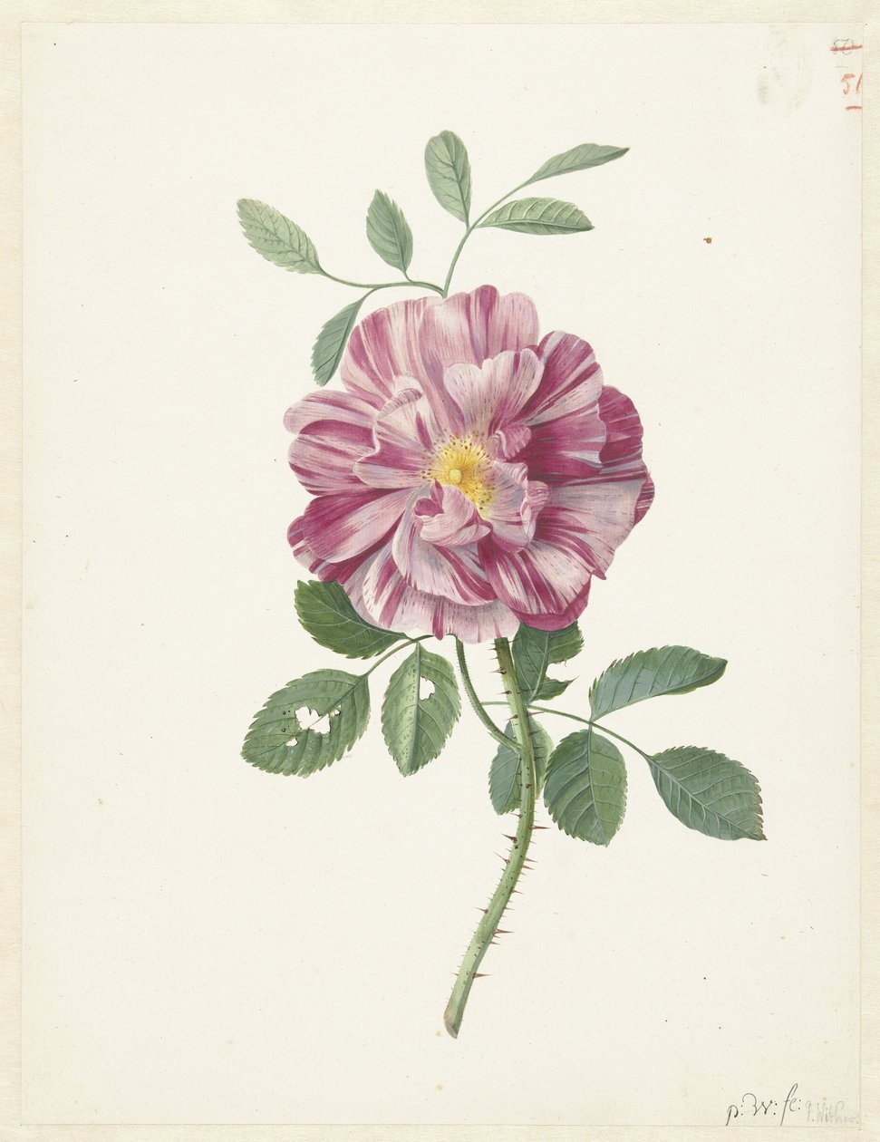 جاليك روز (Rosa gallica L. 