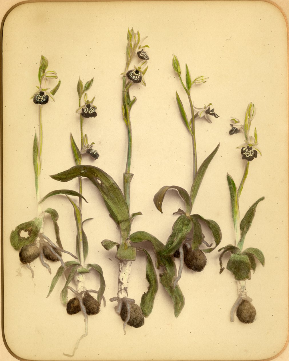 Wild Orchid ، 1870s (طبعة زخرفية) بواسطة بيترو جويدي