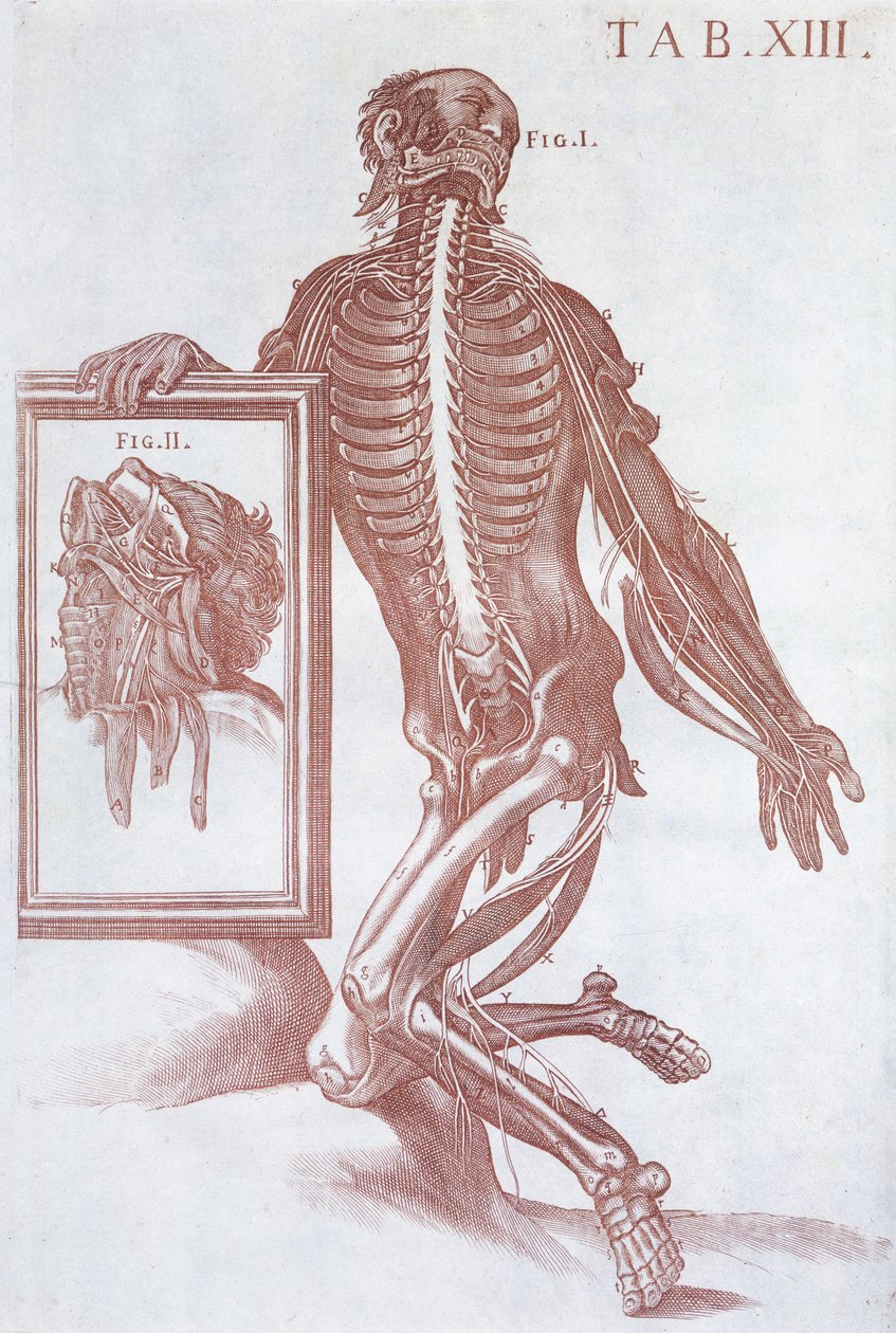 شكل تشريحي ، من جداول Anatomicæ ، روما ، 1788 بواسطة بيترو دا كورتونا