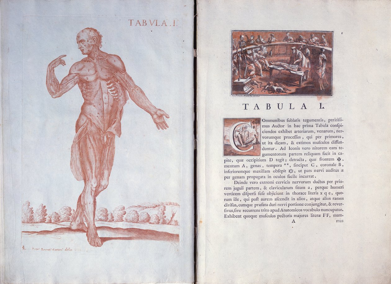 1 طبق من طاولة Anatomicæ ، روما ، 1788 بواسطة بيترو دا كورتونا