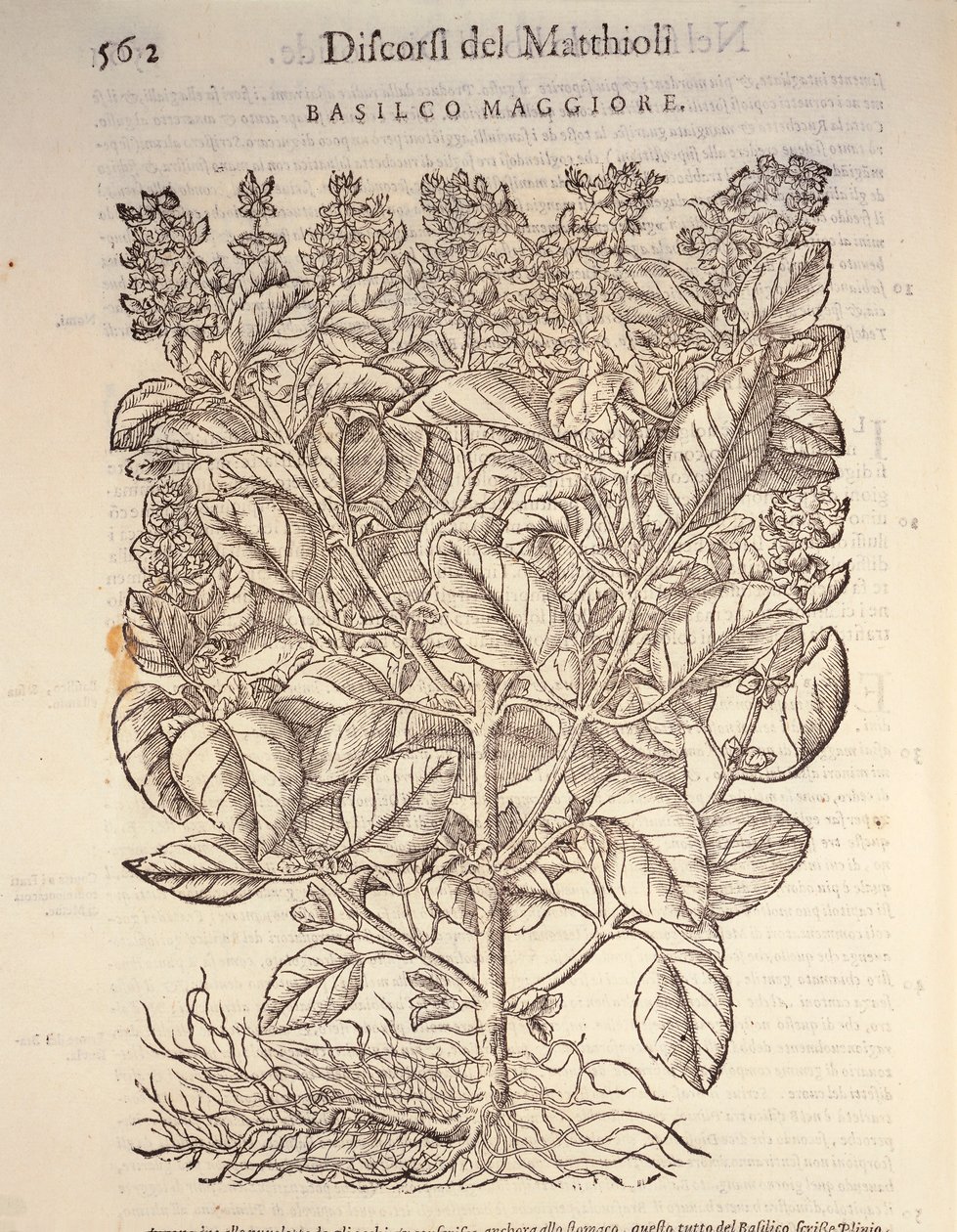 باسل (ocymum basilicum) ، نقش بواسطة Pier Andrea Mattioli بواسطة بيترو أندريا ماتيولي