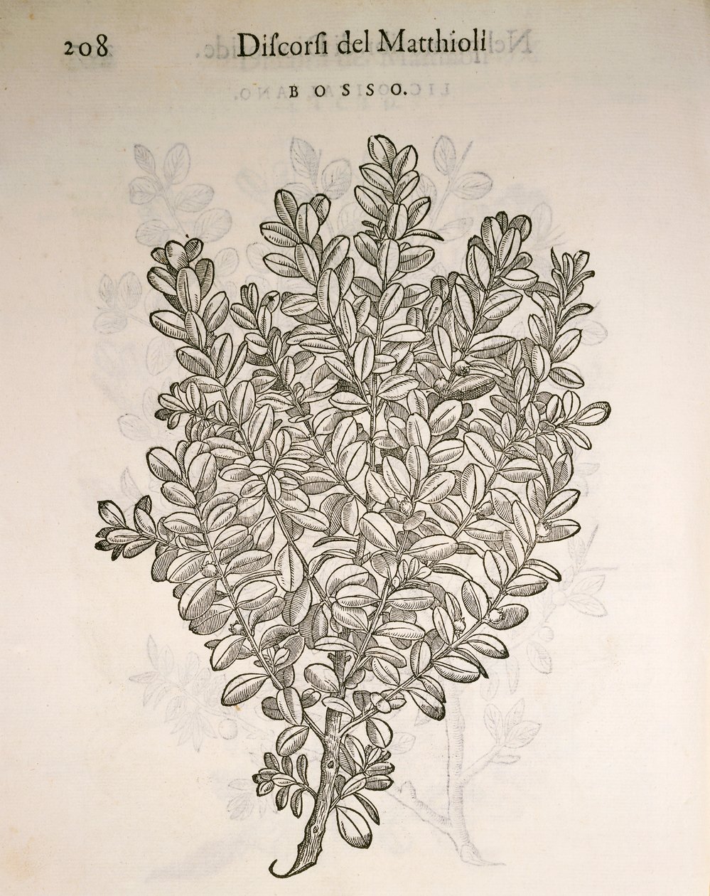الصندوق المشترك أو خشب البقس (Buxus sempervirens) ، نقش بواسطة Pier Andrea Mattioli بواسطة بيترو أندريا ماتيولي
