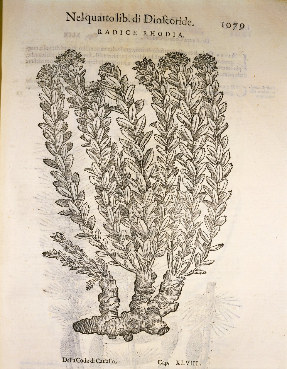 الجذر الذهبي أو Roseroot (Rhodiola rosea) ، نقش بواسطة Pier Andrea Mattioli بواسطة بيترو أندريا ماتيولي