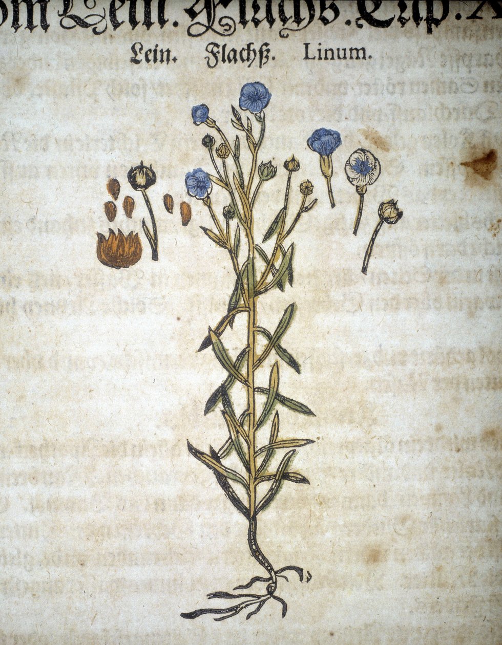 لين أو لينوم - في "" Herbarium Mattioli "". بواسطة بيترو أندريا ماتيولي