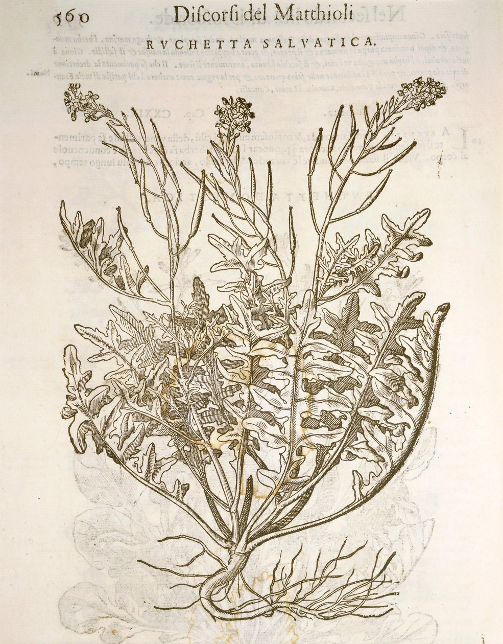 الجرجير أو الجرجير (Eruca sativa) ، نقش بواسطة Pier Andrea Mattioli بواسطة بيترو أندريا ماتيولي