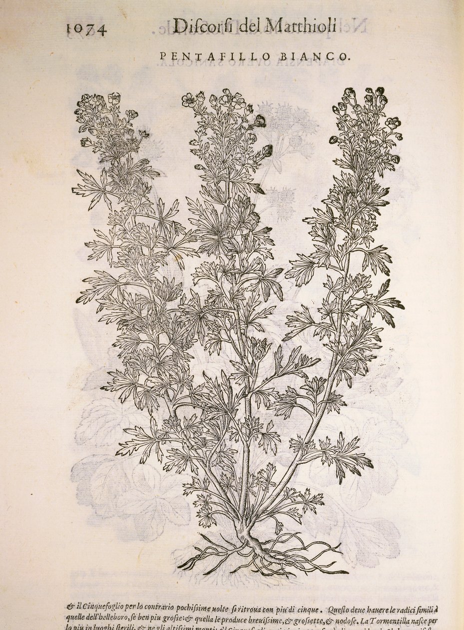 Silverweed (Potentilla alba) ، نقش بواسطة Pier Andrea Mattioli بواسطة بيترو أندريا ماتيولي
