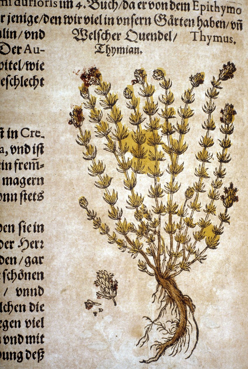 الزعتر (Thymus) - في "" Herbarium Mattioli "". بواسطة بيترو أندريا ماتيولي