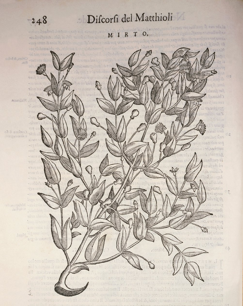 ترو ميرتل (Myrtus communis) ، نقش بواسطة Pier Andrea Mattioli بواسطة بيترو أندريا ماتيولي