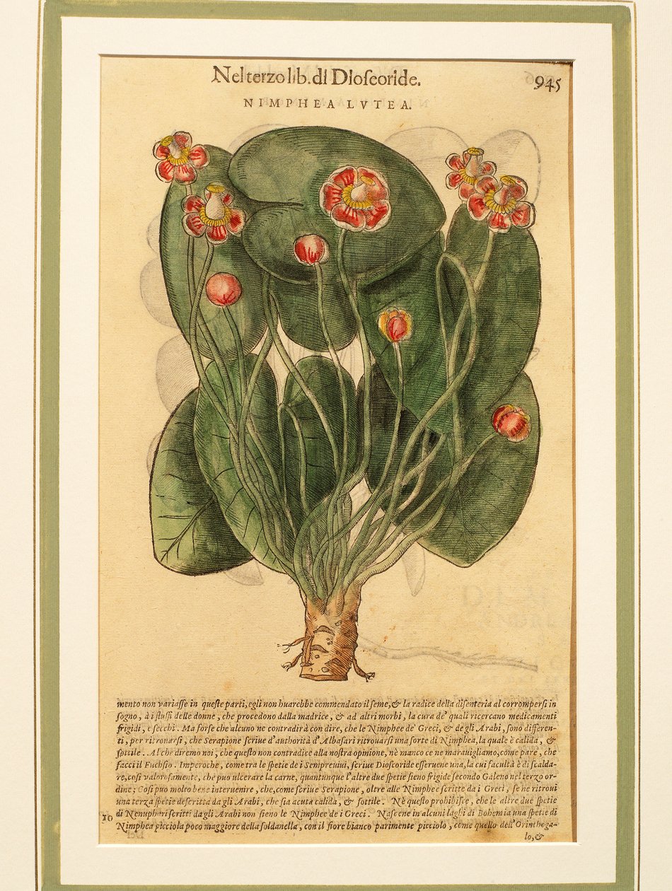 Yellow Water Lily (Nymphaea lutea), coloured engraving بواسطة بيترو أندريا ماتيولي