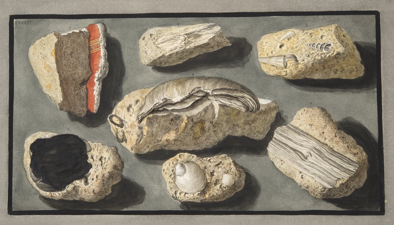 تم العثور على عينات من Tufa داخل وحول Herculaneum ، اللوحة XXXXV ، من "Campi Phlegraei: ملاحظات حول براكين الصقليتين" ، بقلم السير ويليام هاميلتون (1730-1803) ، نشر 1776 (العقيد اليد بواسطة بيترو فابريس