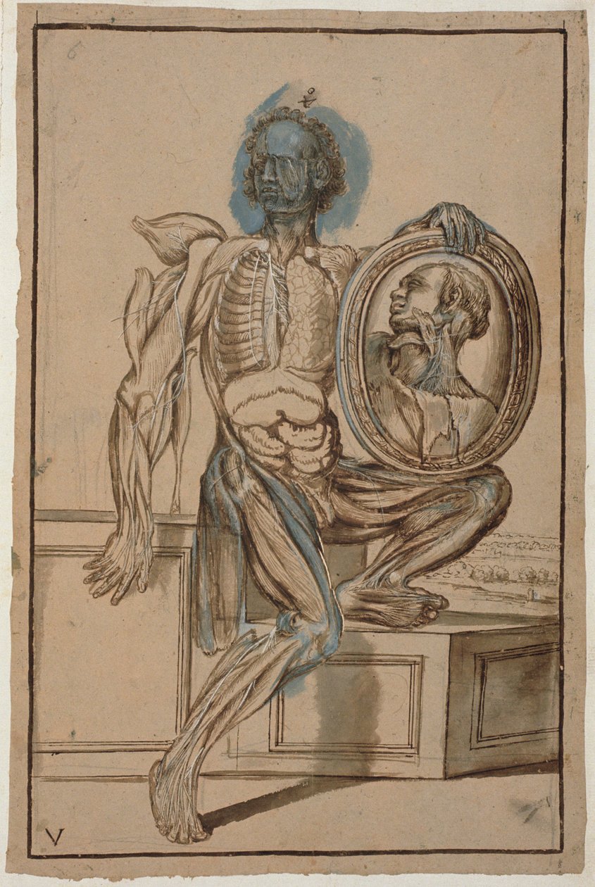 MS Hunter 653 Plate V Anatomical Drawing ، c.1610 (قلم رصاص وطباشير على ورق) بواسطة بيترو دا كورتونا