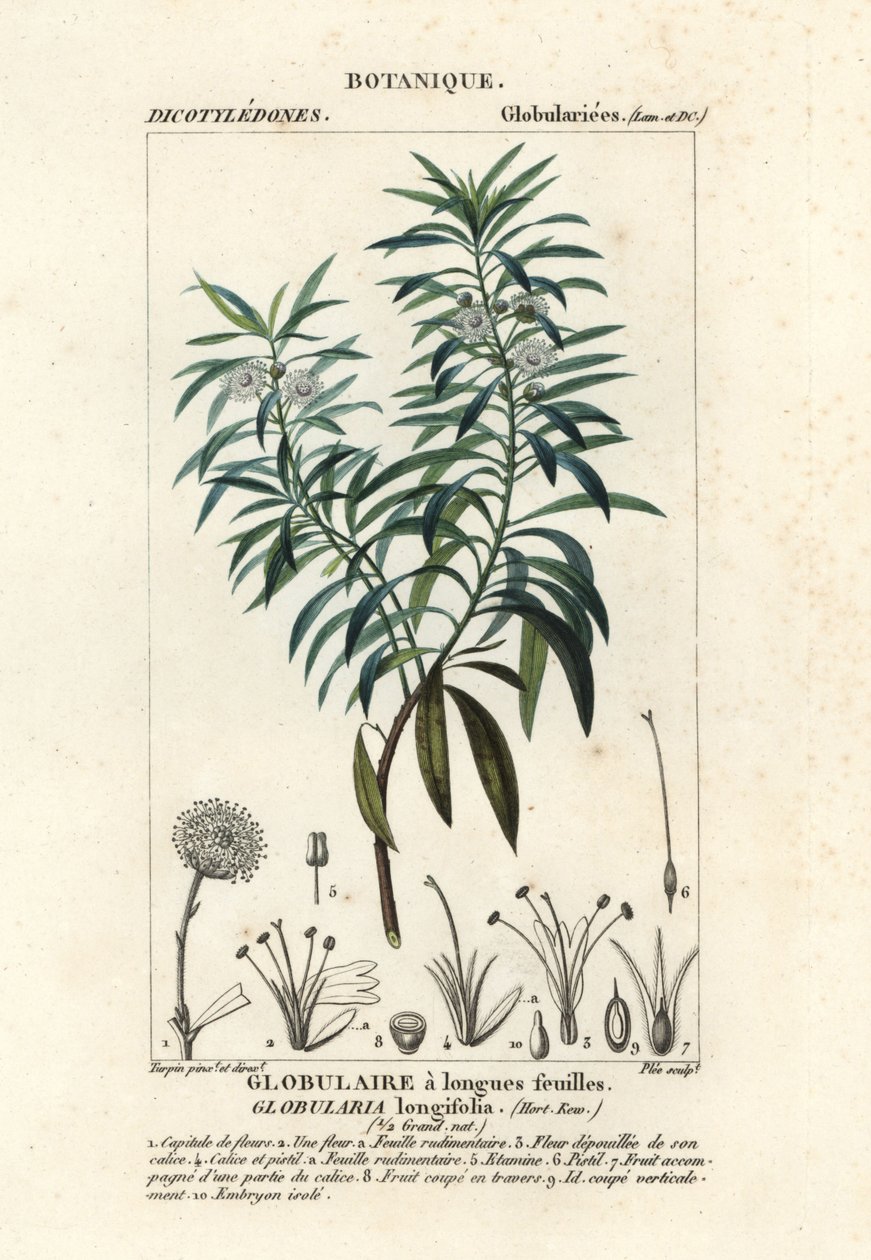 ديزي الكرة الأرضية ، Globularia salicina بواسطة بلي بلي