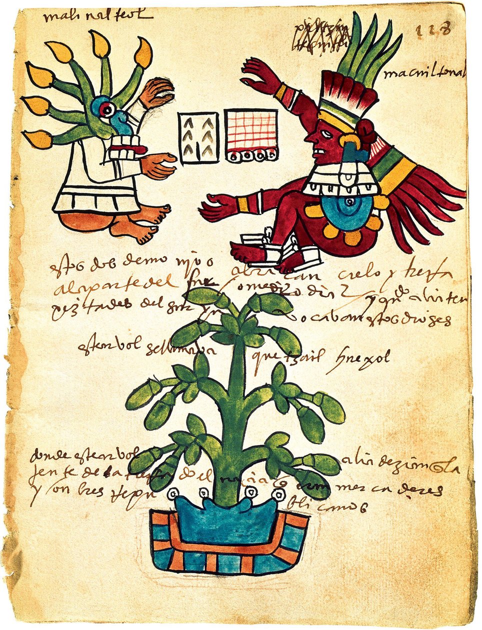 شجرة الكاكاو من Codex Tudela ، 1553 بواسطة الفن الكولومبي السابق