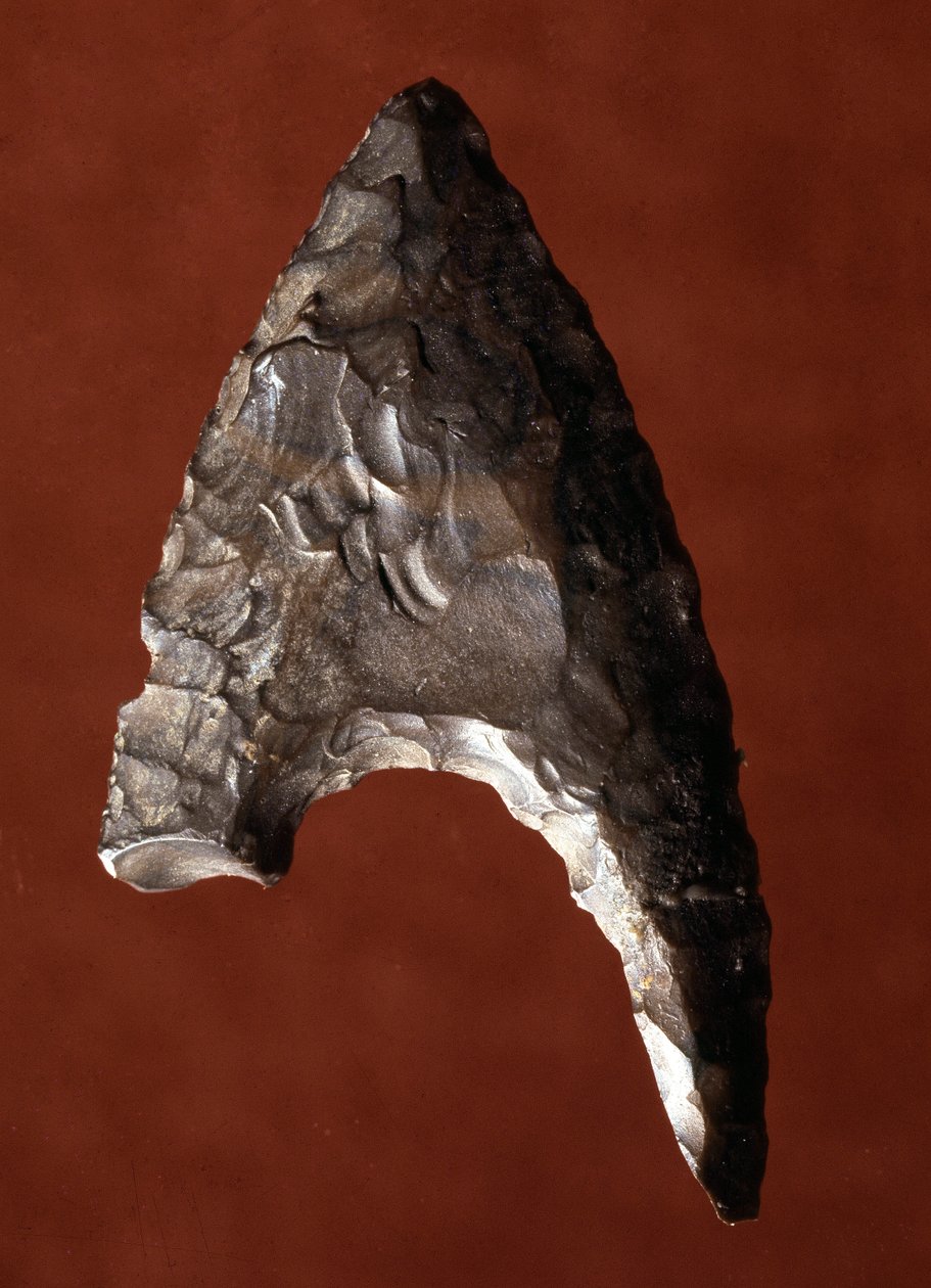 Egyptian antiquite: tip of arrow from the site of Fayoum (Fayyum or Fayum) in Egypt. Predynastic period. Verone, Museo Civico di Storia Naturale, Italy بواسطة عصور ما قبل التاريخ