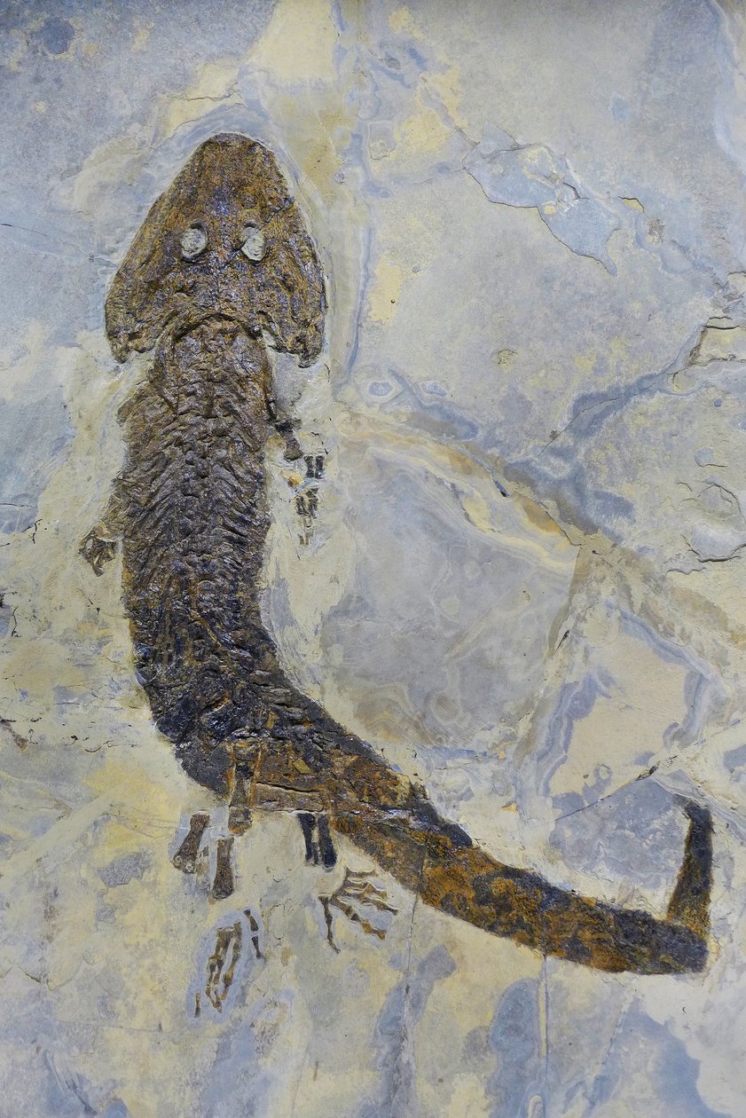 البصمة الأحفورية لـ Sclerocephalus sp، البرمائيات البرمي (كائن) بواسطة عصور ما قبل التاريخ