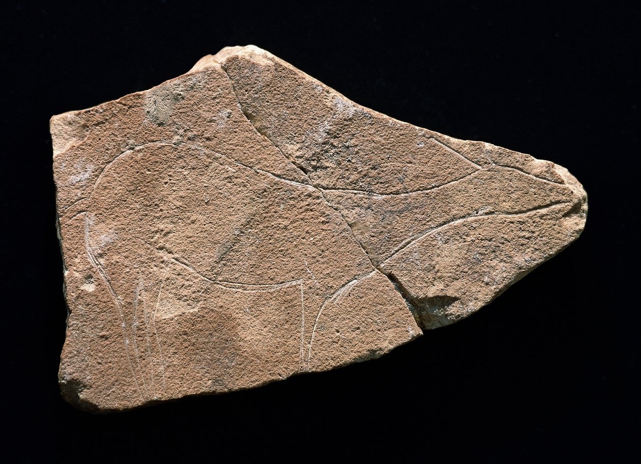 Petroglyph representing a deer, Parpallo Cave, Spain. Upper Paleolithic, Solutreen (engraving) بواسطة عصور ما قبل التاريخ