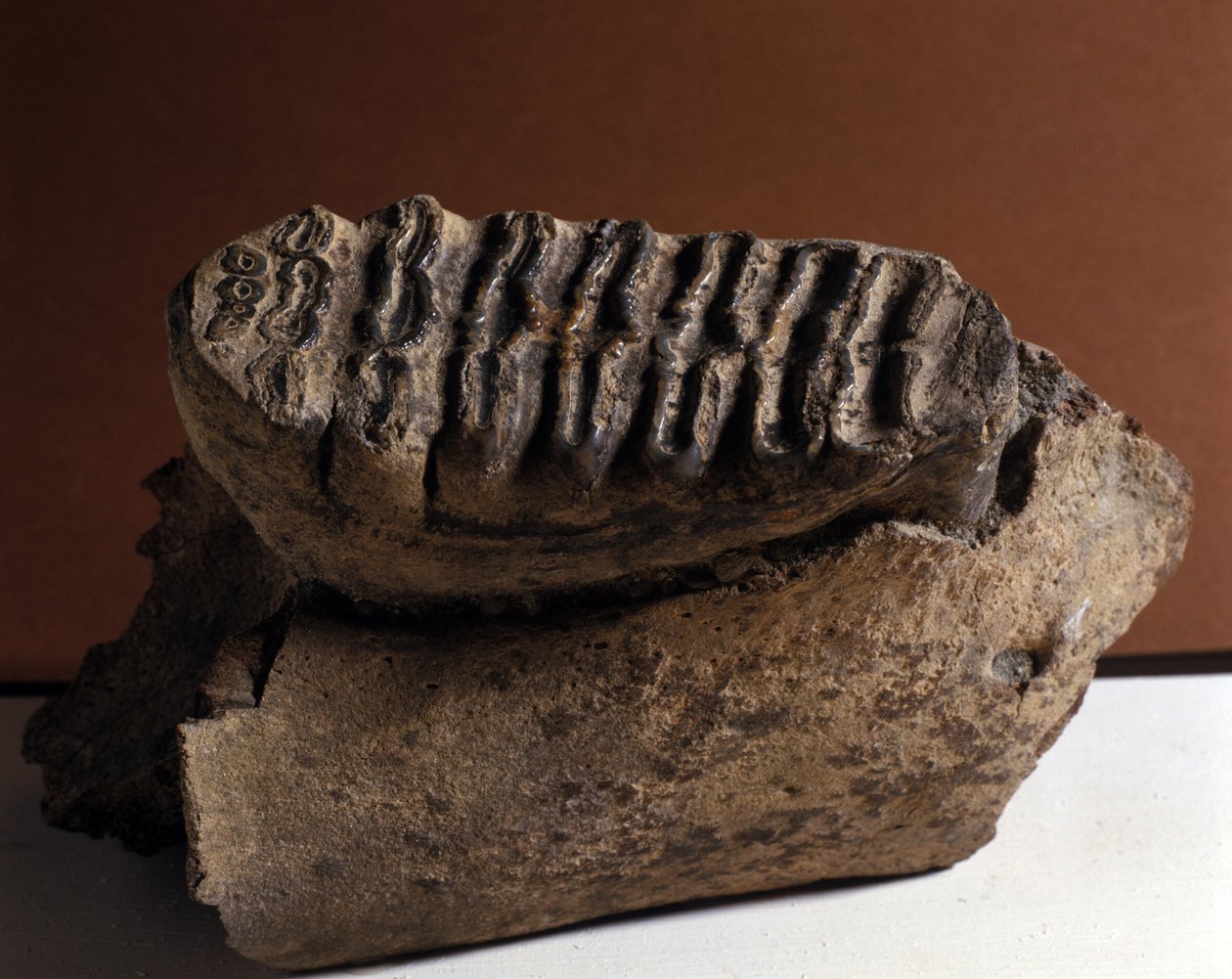 عصور ما قبل التاريخ: سن الفيل ، فيل ضخم. عصر حقب الحياة الحديثة ، Periode Pliocene. لم شملهم في ماندورف ، النمسا بواسطة عصور ما قبل التاريخ