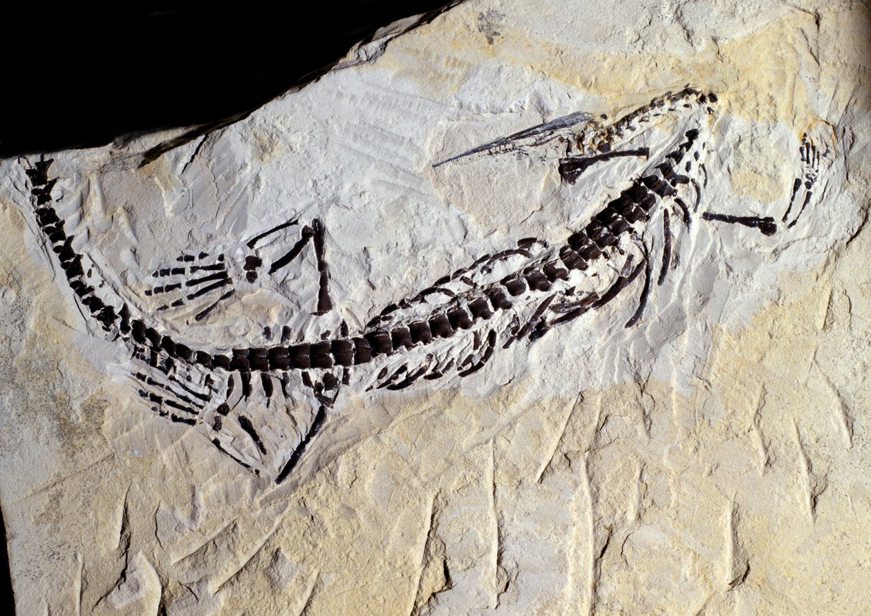 عصور ما قبل التاريخ: أحفورة Mesosaurus ، حقبة الباليوزويك ، العصر البرمي. يجتمع في ميناس جيرايس ، البرازيل. بواسطة عصور ما قبل التاريخ