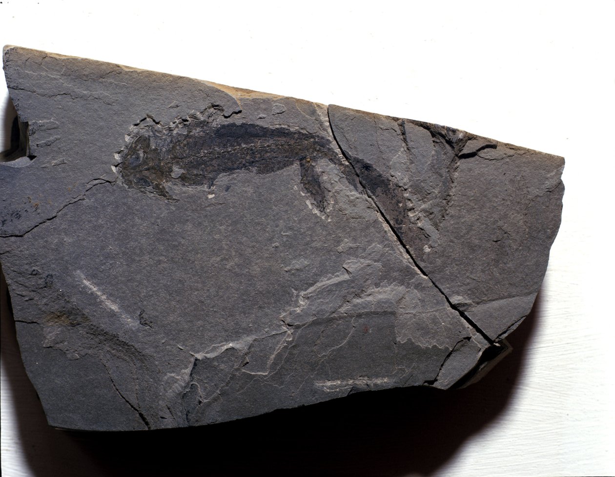 عصور ما قبل التاريخ: العصر البرمي ، عصر الباليوزويك. أحفورة Branchiosaurus (Brahiopode). تجد في Rotliegen في ألمانيا بواسطة عصور ما قبل التاريخ