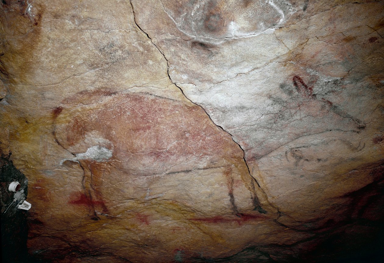 Prehistory: “” a deer”” rock painting of the Upper Paleolithic (Magdalenian) (between 16500 and 14000 years ago) Stone Age Cave of Altamira, Santander, Spain بواسطة عصور ما قبل التاريخ