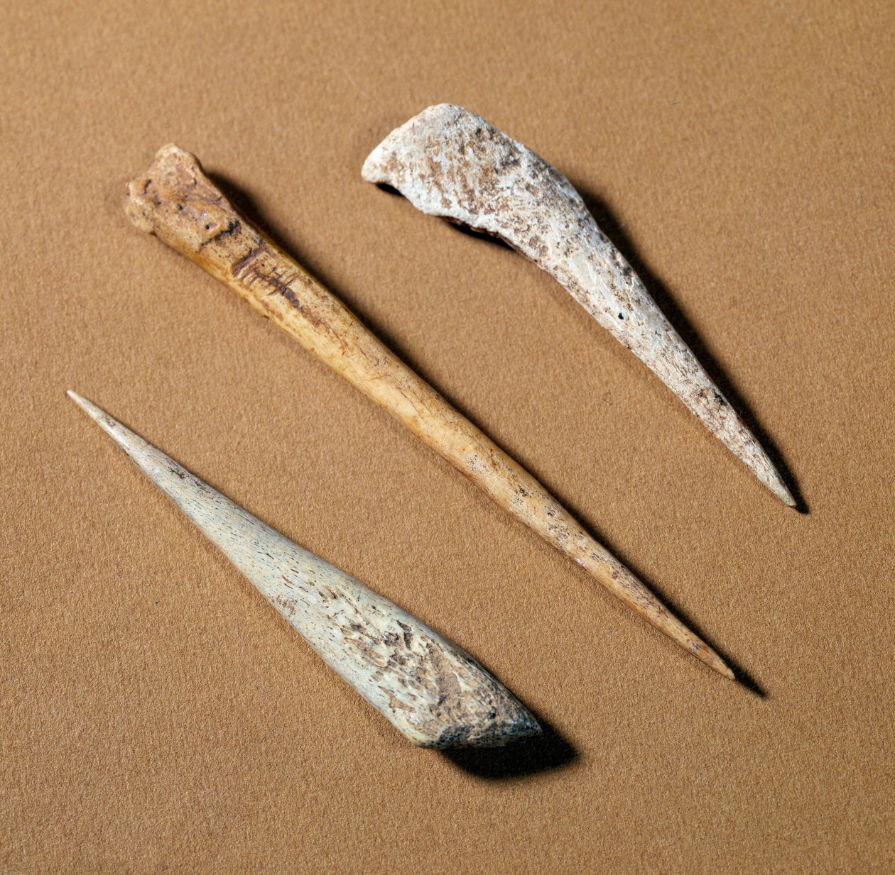 Prehistory: bone perch dating from the Paleolithic. Saint-Germain-en-Laye, museum of antiques بواسطة عصور ما قبل التاريخ