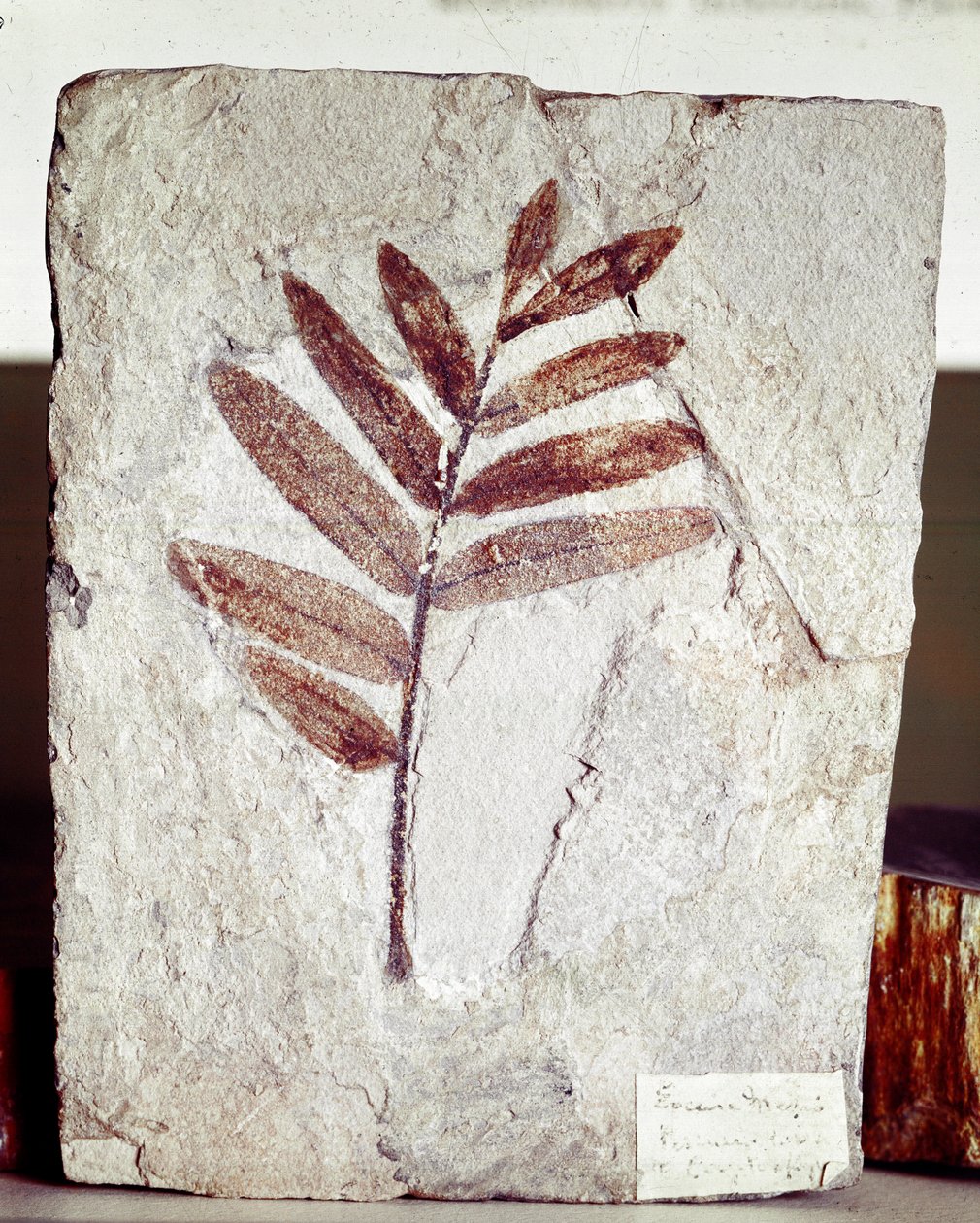 عصور ما قبل التاريخ: فرع أحفوري في الحجر الجيري من موقع جبل بولكا (إيطاليا). فترة الأيوسين. Museo civico di storia naturale ، ميلانو بواسطة عصور ما قبل التاريخ
