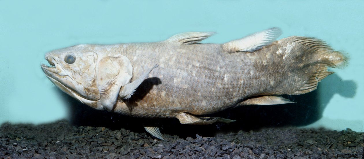 عصور ما قبل التاريخ: نسخة من coelacanthe empaille (Latimeria chalumnae). بواسطة عصور ما قبل التاريخ