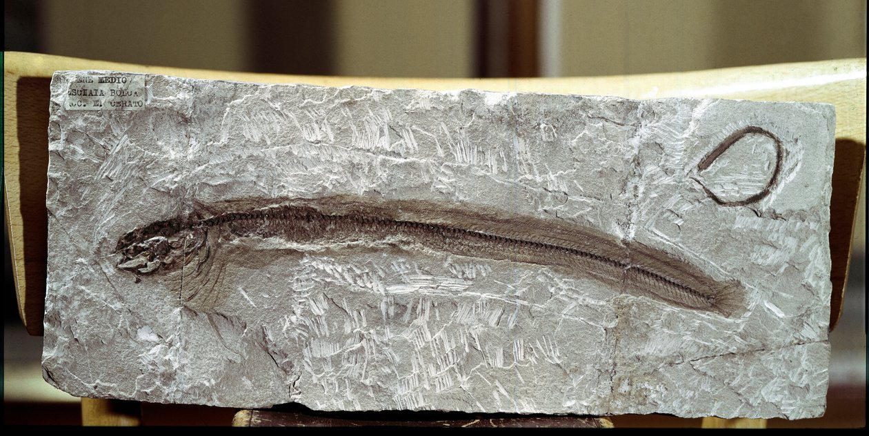 عصور ما قبل التاريخ: أحفوري الأسماك Eomirus Formosissimus من موقع جبل بولكا (إيطاليا). فترة الأيوسين. المتحف المدني للتاريخ الطبيعي ، ميلانو بواسطة عصور ما قبل التاريخ