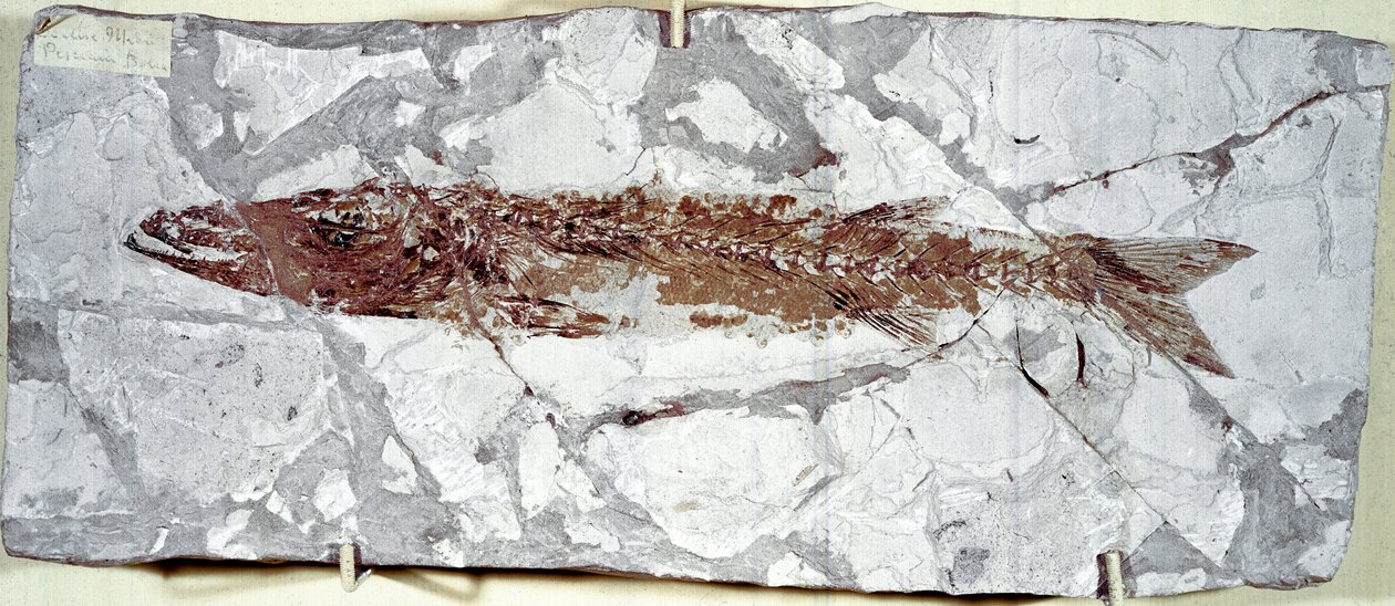 عصور ما قبل التاريخ: حفرية سمكية Sphyraena Bolcensis من موقع جبل بولكا (إيطاليا). فترة الأيوسين. Museo civico di storia naturale ، ميلانو بواسطة عصور ما قبل التاريخ