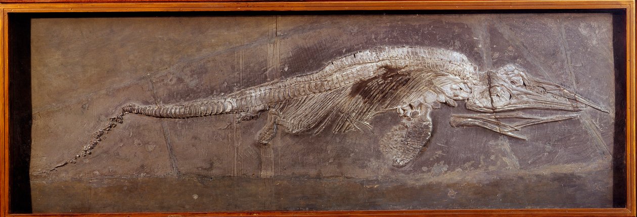 Prehistory: fossil of Pareiasaudor, prehistoric animal, Paris, natural history museum بواسطة عصور ما قبل التاريخ