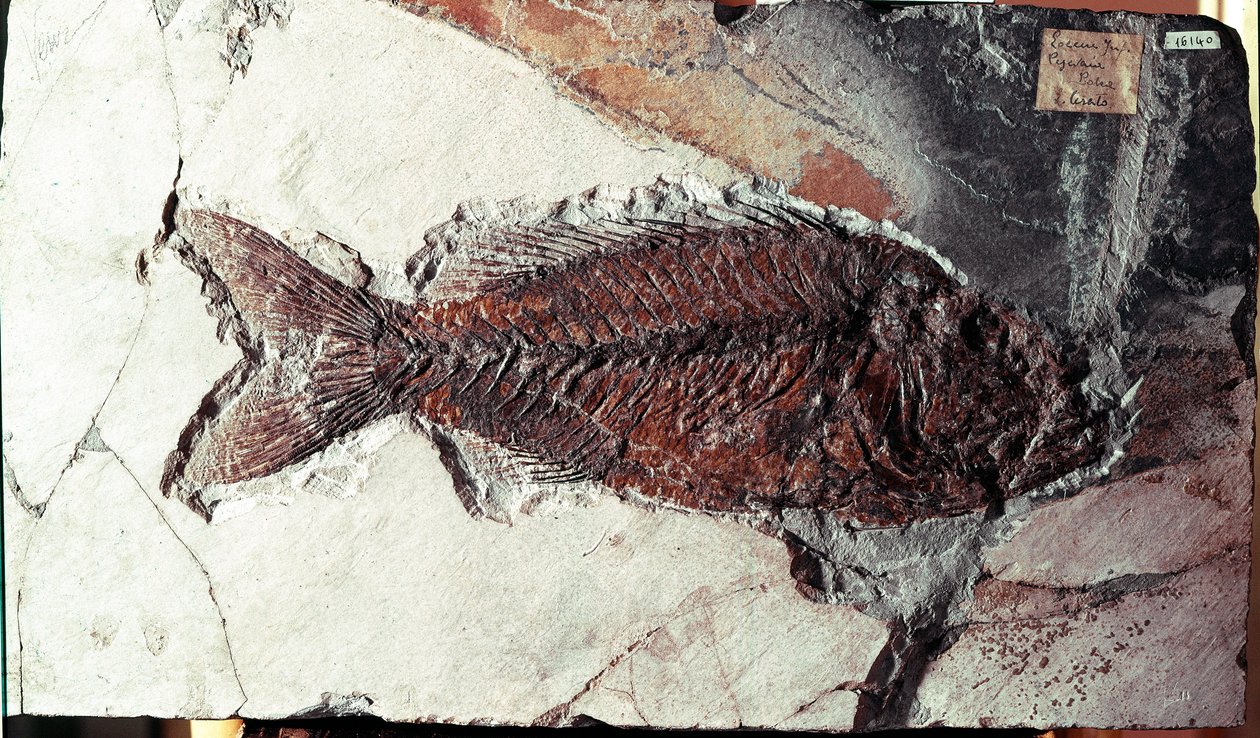 عصور ما قبل التاريخ: أحفورة لأسماك Sparnodus Elongatus من موقع جبل بولكا (إيطاليا). فترة الأيوسين. Museo civico di storia naturale ، ميلانو بواسطة عصور ما قبل التاريخ