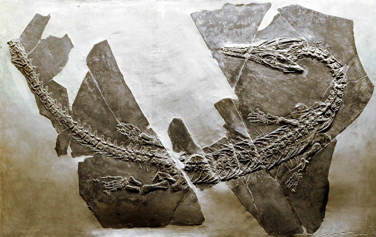 عصور ما قبل التاريخ: أحفورة الزاحف المائي Askeptosaurus italicus من بيزانو (إيطاليا). فترة العصر الترياسي الأوسط. Museo civico di storia naturale ، ميلانو بواسطة عصور ما قبل التاريخ