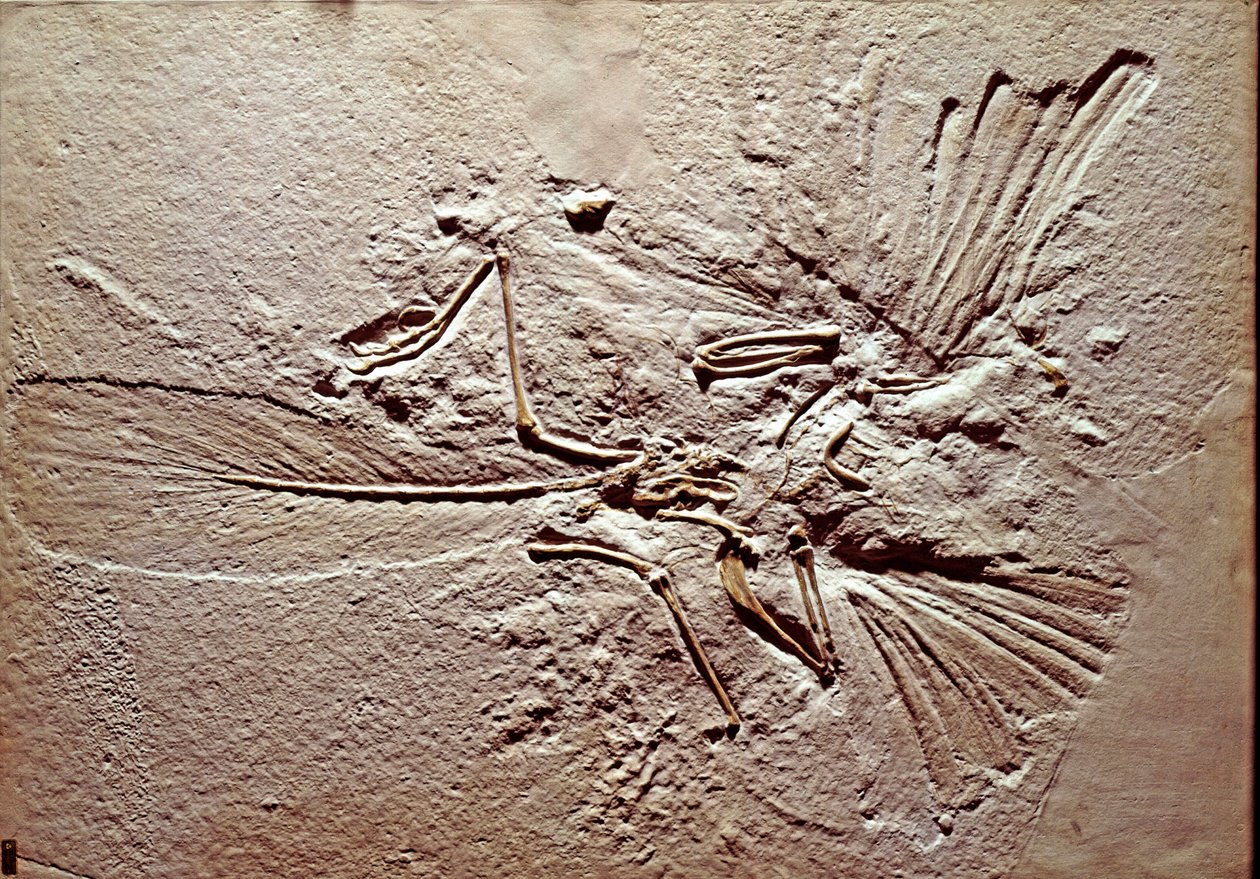Prehistory: fossil of the bird Archaeopteryx (archeopteryx) Lithographica from the site of Solnhofen (Germany). Superior Jurassic. Museo civico di storia naturale, Milan بواسطة عصور ما قبل التاريخ