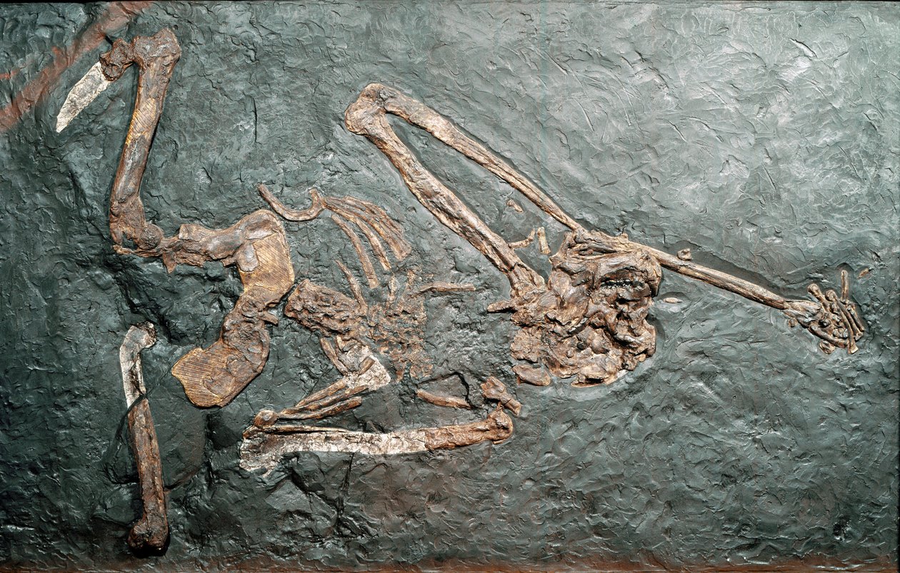 عصور ما قبل التاريخ: أحفورة من الرئيسيات Oreopitheque (Oreopithecus bambolii) من جبل Bamboli (Grosseto). عصر الميوسين. المتحف المدني للتاريخ الطبيعي ، ميلانو بواسطة عصور ما قبل التاريخ