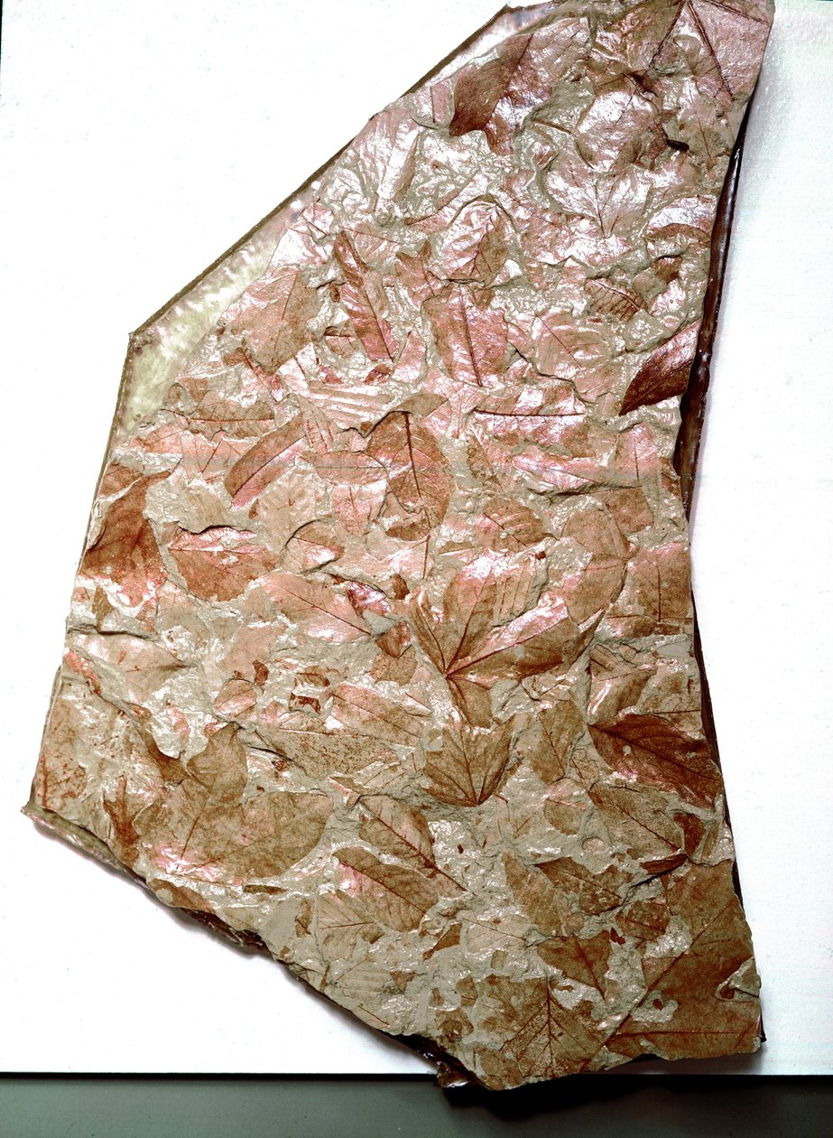 عصور ما قبل التاريخ: أوراق متحجرة من Piemont (إيطاليا). فترة الرباعي السفلي. Museo civico di storia naturale ، ميلانو بواسطة عصور ما قبل التاريخ
