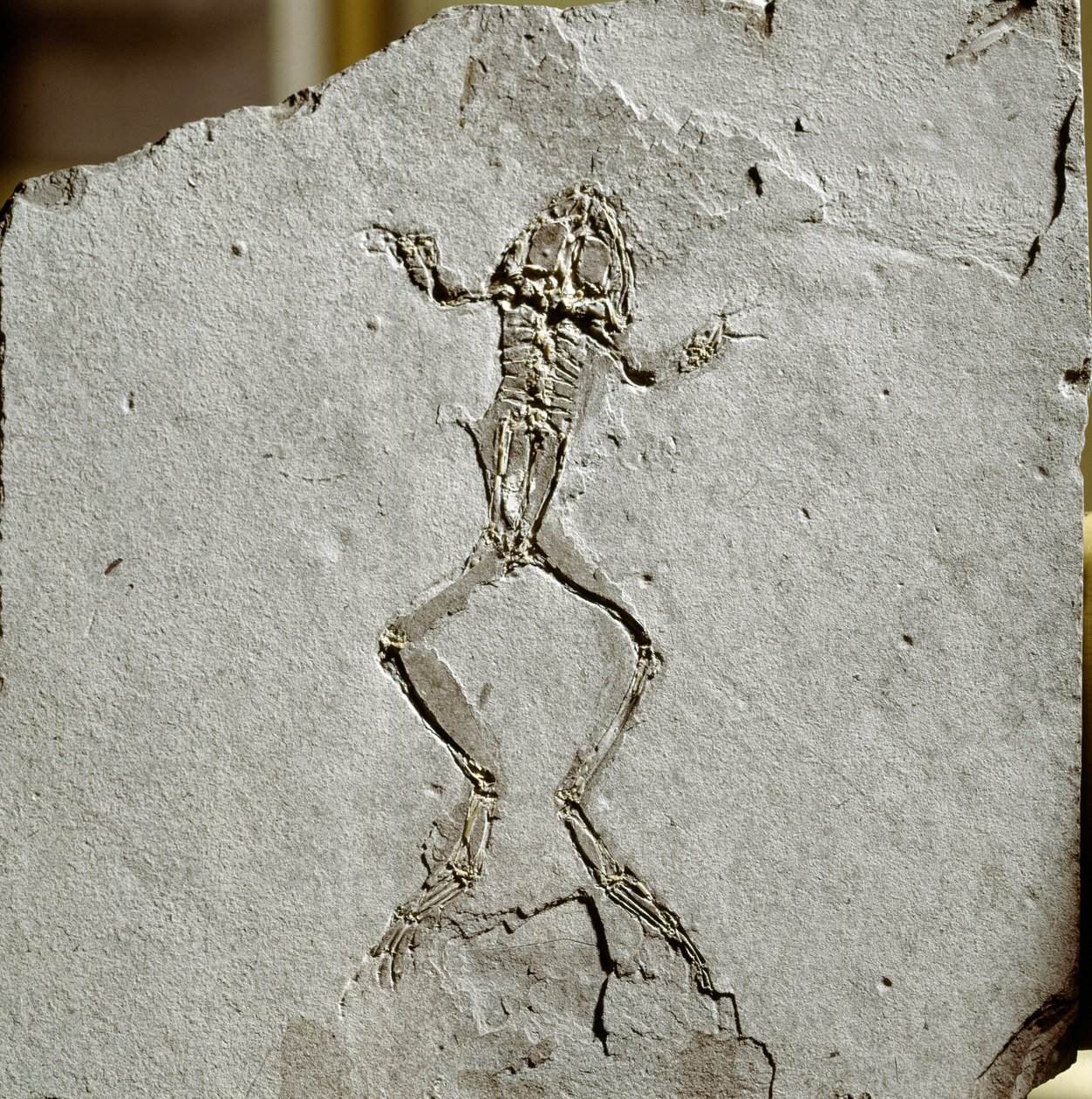 Prehistory: frog fossil from the Pueyoi da Tervel site in Spain. Miocene era. Museo civico di storia naturale, Milan بواسطة عصور ما قبل التاريخ