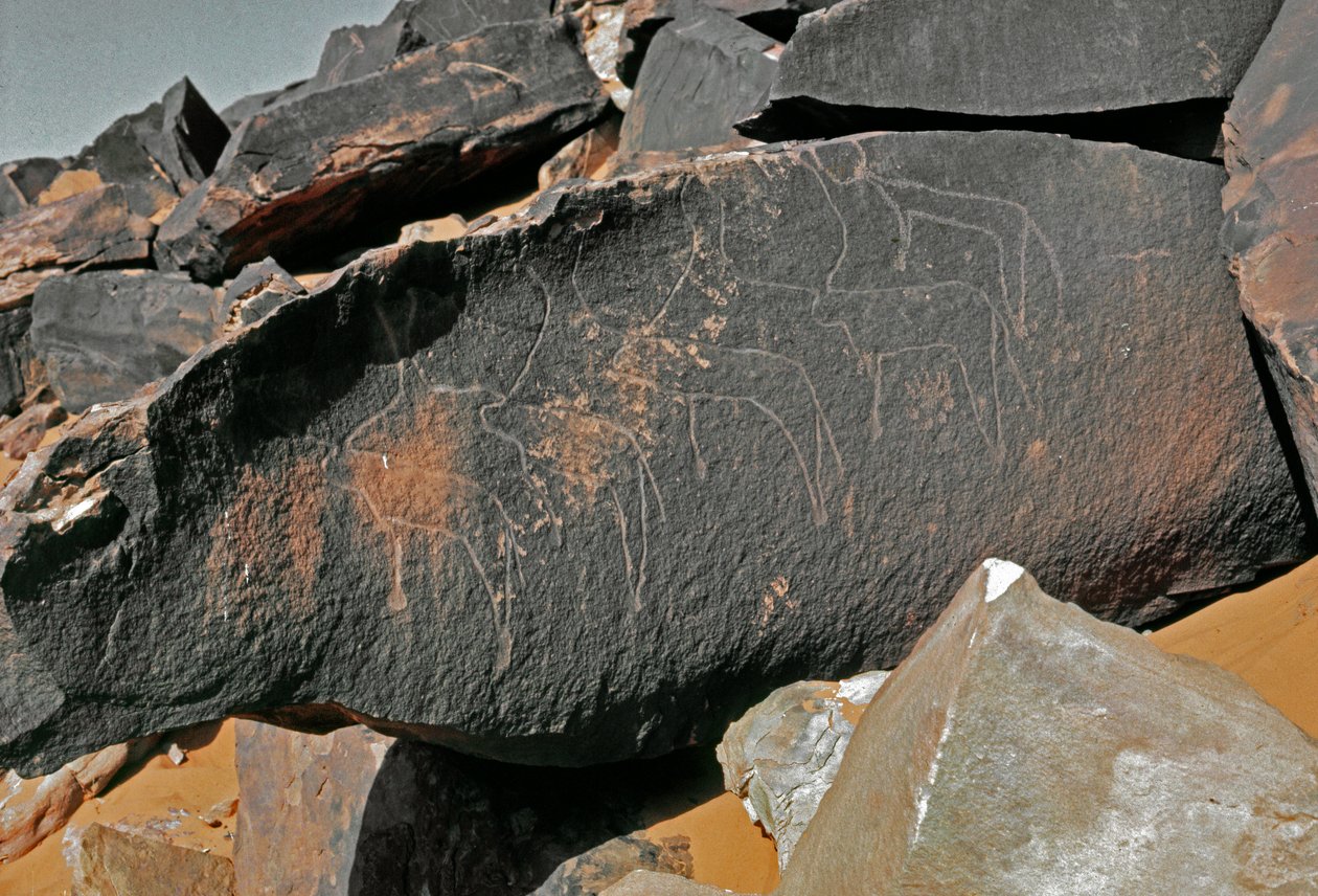 Prehistory, rock art: grave rock of the representation of cattle. Tazina style. Stone Age 5000-2000 BC. Taghit, Haut plateau du Hoggar (Ahaggar), Algeria بواسطة عصور ما قبل التاريخ