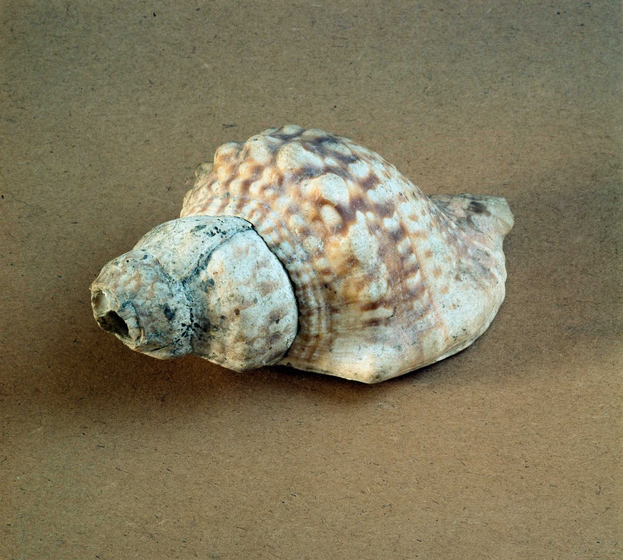 عصور ما قبل التاريخ: قذيفة من عقدة Triton مثقوبة ، تستخدم كصفارة من Necropole of Arene Candide (Finale Liguria) ، Liguria. العصر الحجري الحديث الأوسط ، العصر الحجري. الجينات ، متحف علم الآثار بواسطة عصور ما قبل التاريخ