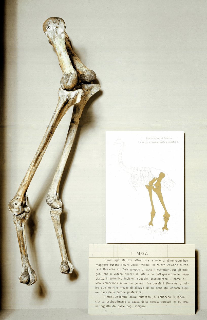 عصور ما قبل التاريخ: هيكل عظمي لأرجل Moa Dinornis ، وهي طيور أحفورية عملاقة في نيوزيلندا لا تطير. فترة الكريتاس. Museo civico di storia naturale ، ميلانو بواسطة عصور ما قبل التاريخ