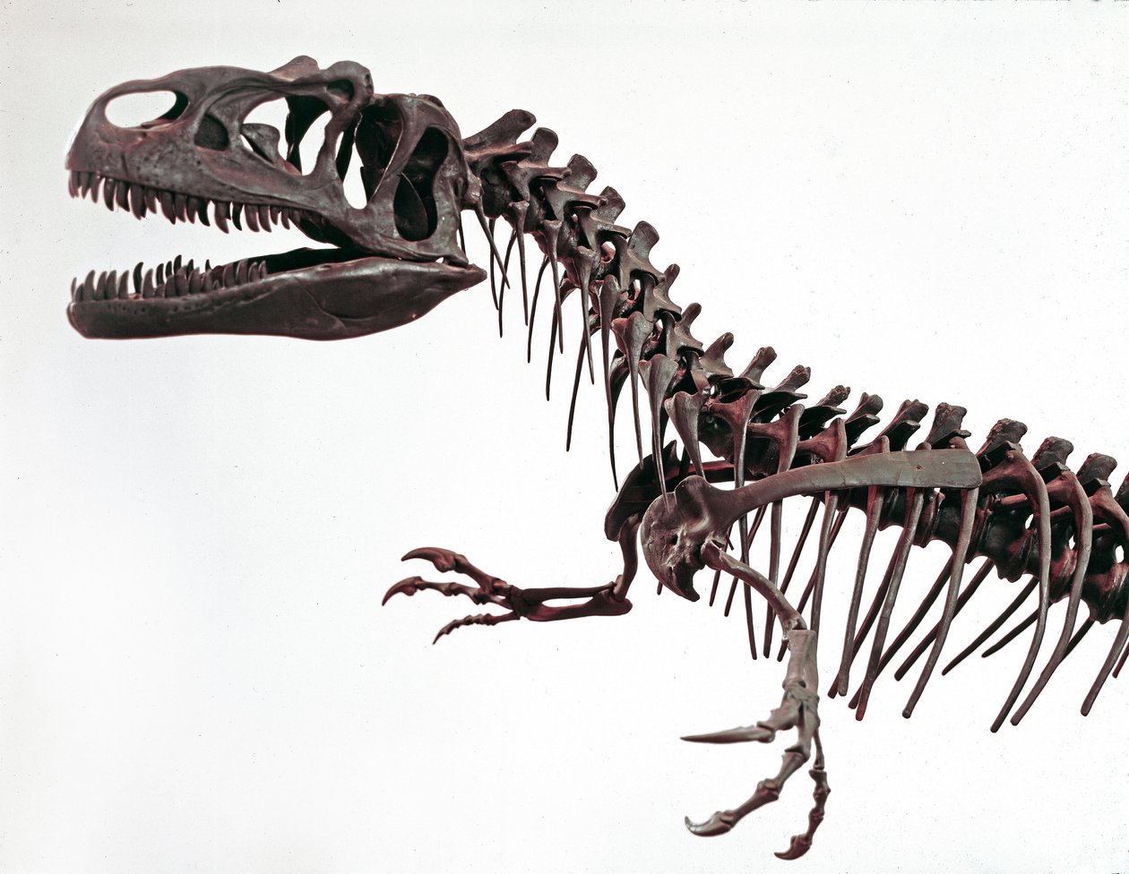 عصور ما قبل التاريخ: هيكل عظمي للديناصور Allosaurus fragilis. فترة العصر الجوراسي الأعلى. المتحف المدني للتاريخ الطبيعي ، ميلانو بواسطة عصور ما قبل التاريخ