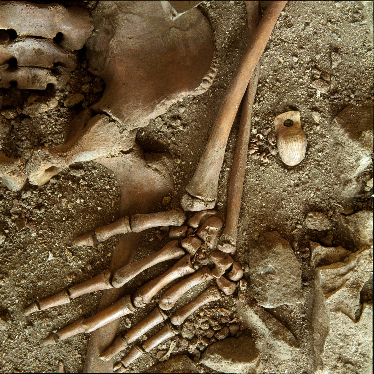 Prehistory: teenage sepulture. Detail view of the funeral trousseau from the cave of Candid Arene (Finale Ligure), Liguria. Upper Paleolithic, 24000 BC. Genes, museo di archeologia ligure بواسطة عصور ما قبل التاريخ