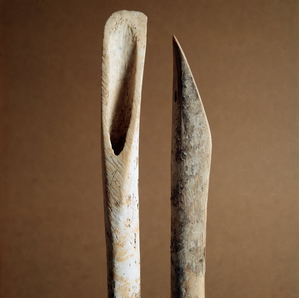 Prehistory: tools to remove bark from shin bones of goat and sheep from the Necropole of Arene Candide (Finale Liguria), Liguria. Middle Neolithic, Stone Age. Genes, museo di archeologia ligure بواسطة عصور ما قبل التاريخ